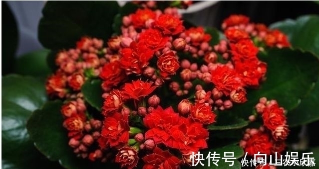 毒碱|家里养花不要瞎眼!这6种花旺财又养人,有2种花是大忌!