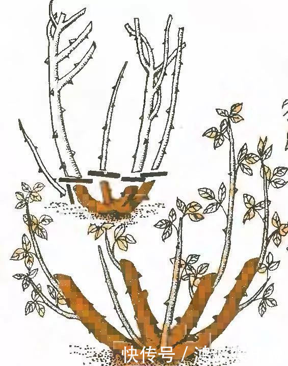 白粉病|每年剪几次,喷点药,月季可保持经常开花,不怕黄叶和感染病虫害