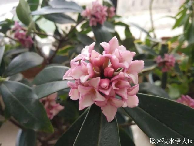 杜鹃|公认难养的20种花,养一盆死一盆,下次还敢买