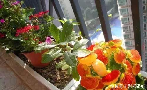 坏毛病|花草总养不活?全赖园艺新人惯成了这些“坏毛病”