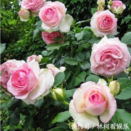 此款盆栽花卉,漂亮不输玫瑰,四季有花开,养殖简单,你值得拥有