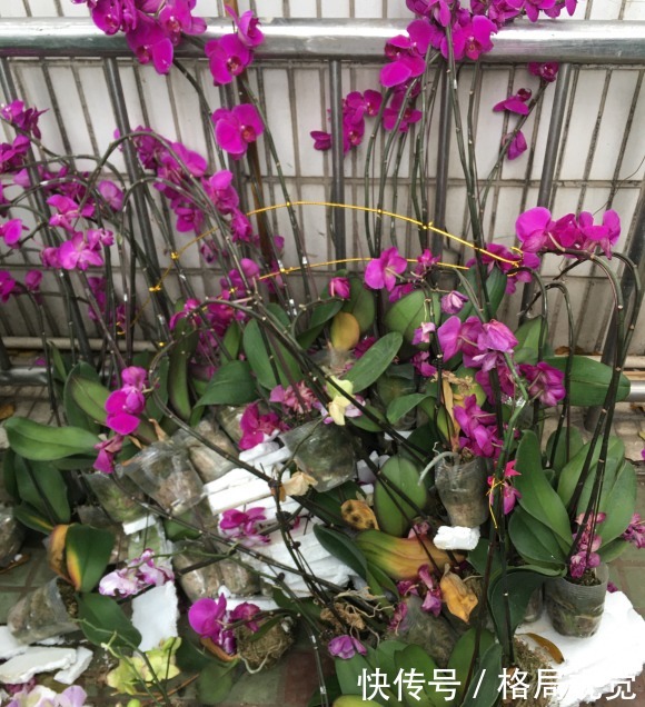 朋友花了30块,买了10盆蝴蝶兰,回家开了一个周,全部成杂草