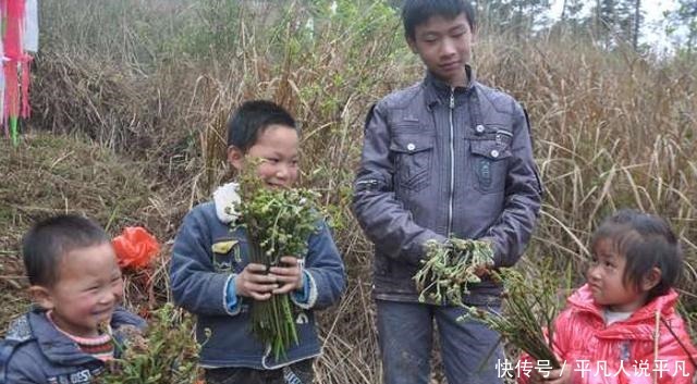 儿时见到就摘，如今却常荒在山里，殊不知价值珍贵！