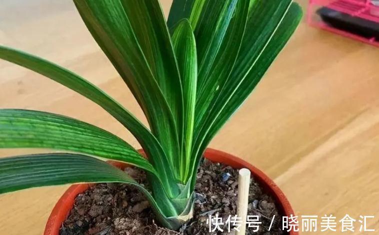 养花基本要求:浇水前后,不注意这些地方,真的要吃亏