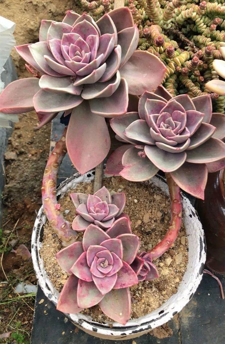 姐姐养了9年的多肉,没有买肥就用它,个个长成精!