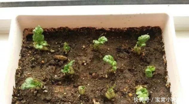 蔬菜|4种菜根不要扔 丢进花盆浇点水 半月又能长出一盆新蔬菜!