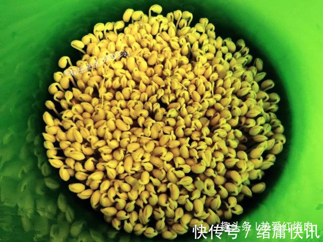 黄豆芽|用了我这办法，发黄豆芽不会变臭一次就成功，五天就长15厘米高！
