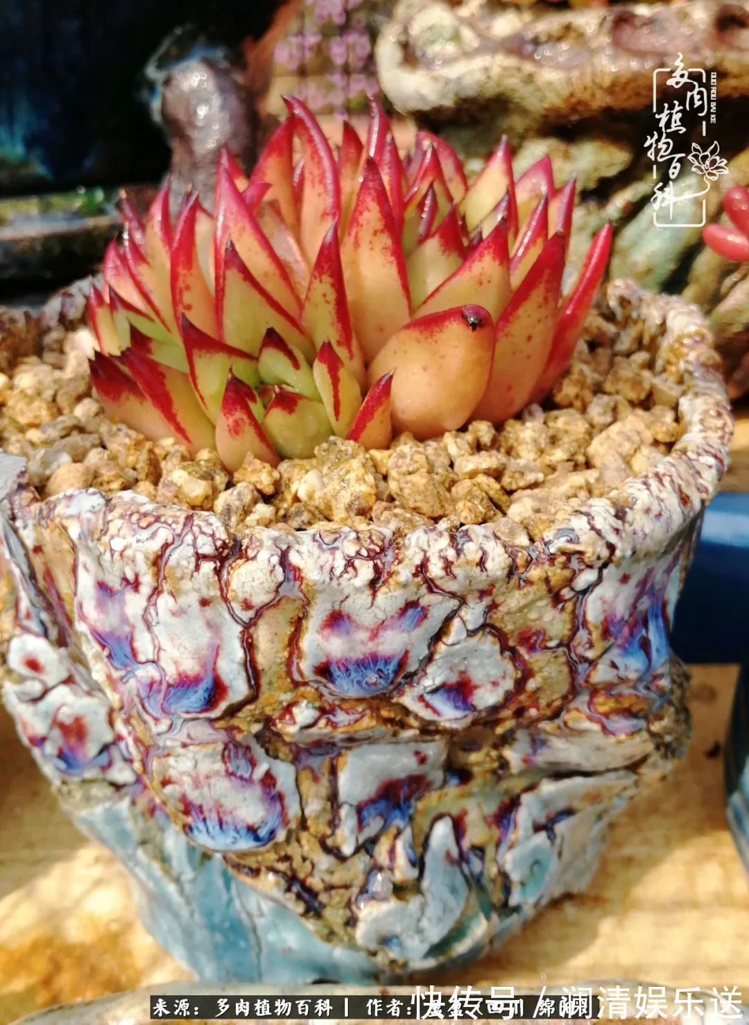 一定要爱着点什么,恰是草木对光阴的柔情!