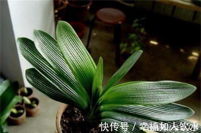光合作用|养君子兰别整那些虚的!这么养,叶片绿油油,一年开2次花!