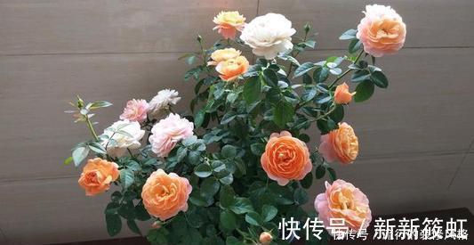 拼盘|7种花,再心动也别买,带回家养不活,新手选择要慎重!