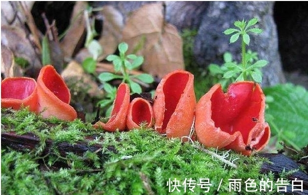 一颗柿饼也能惊爆味蕾，被称为“肉杯”，估计许多人都没有见过