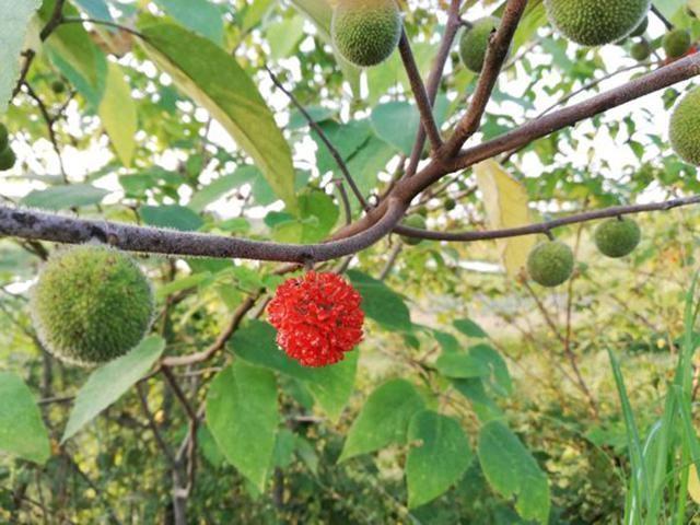 钓饵|这东西常被用来喂猪，却是钓草鱼的“神饵”，在某些水域有奇效