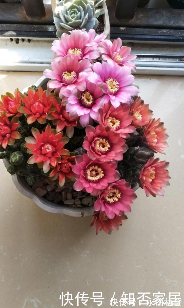 养花技巧：折腾不死的25种花，咋养都爆盆，懒人最适合