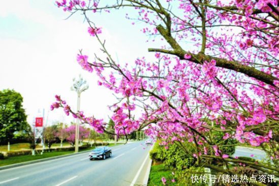 花开|黔中大道花盛开