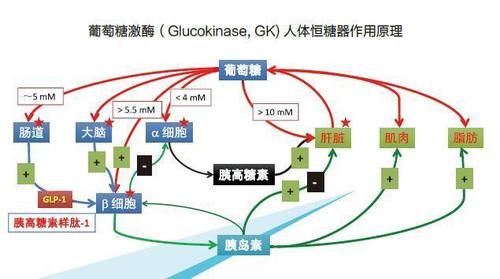 胰岛功能|糖尿病“保护伞”被发现，常吃“2物”，胰岛功能或慢慢变强