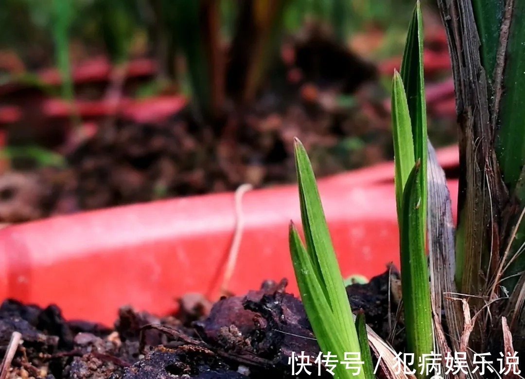 兰花|兰花僵苗怎么办？最怕这种错误判断，兰友：难怪一直不开花
