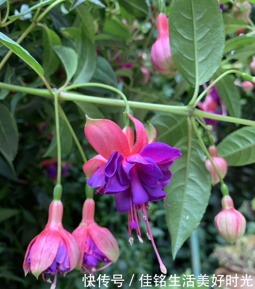 8种花夏天太容易死,现在赶紧扦插,死了也不心疼