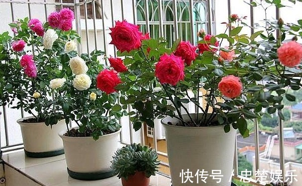 让月季成为开花机器,少不了这些操作,可说是养月季的“神助攻”