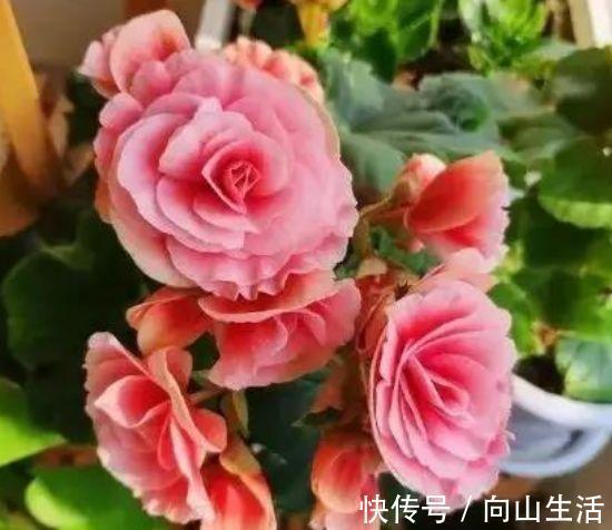 4种花漂亮又好养,一年四季开花不断,你最喜欢哪一种