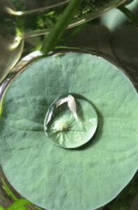 |搞笑GIF：穿成这样想给女友一个惊喜 没想到她给了我一个更大的惊喜