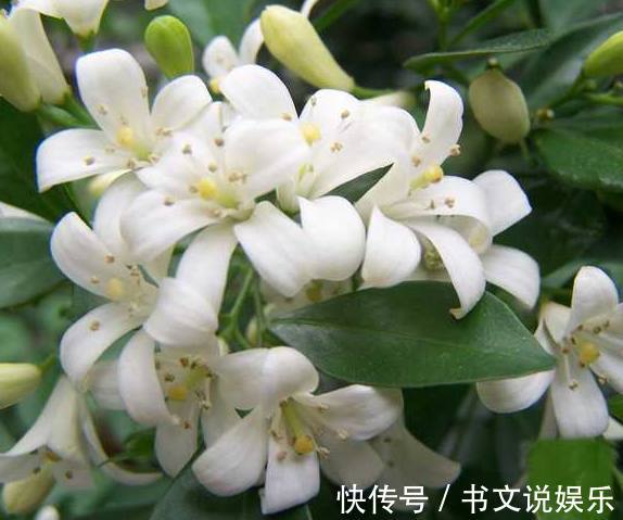 盆栽|媳妇在家养殖盆栽九里香,做好了这几点,枝繁叶茂花开不断香飘满