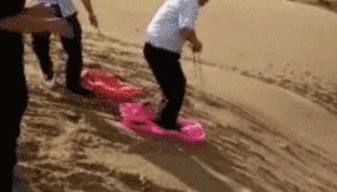 |搞笑GIF段子:关键时刻要懂得随机应变,尤其是面对强者的时候