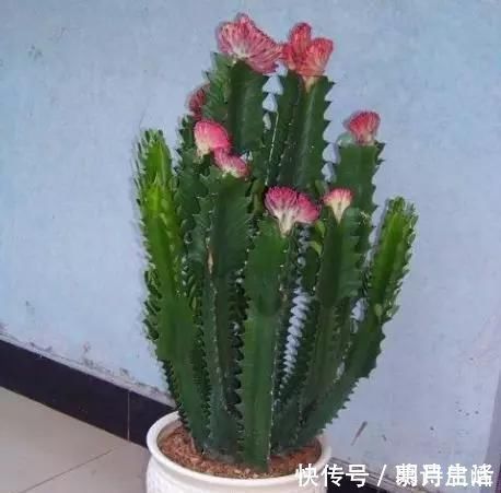 山茶花|这“3种花”最好扦插,“掰枝条”插土里就能活,花友看了都羡慕