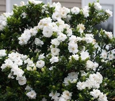 花芽|栀子花不开花怕啥,顺着“暴脾气”,随后爆花苞,一茬又一茬