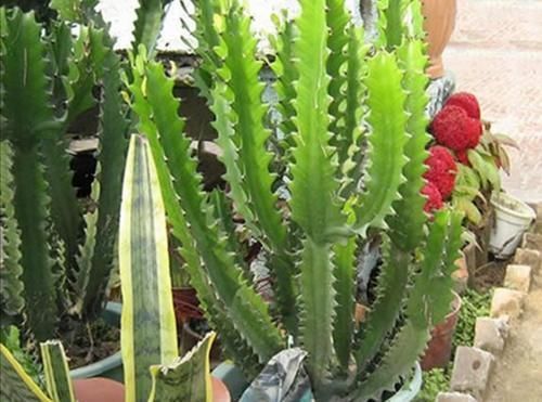 植株|养龙骨花,掌握这几个技巧,植株长得又粗又高,极具观赏价值