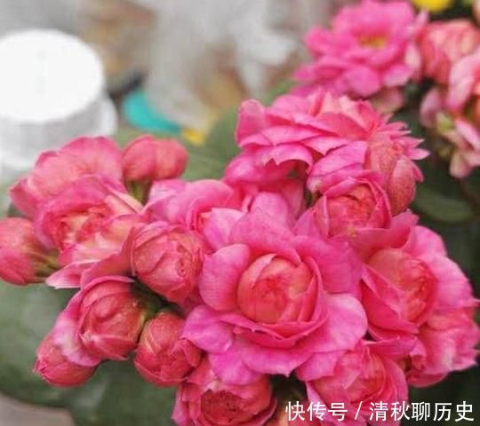 是灌根好?还是喷叶子好?“磷酸二氢钾”你用对了吗?