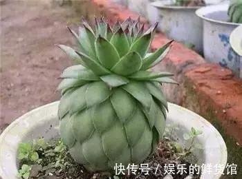 多肉长残的照片，看一次笑一次，根治各种抑郁