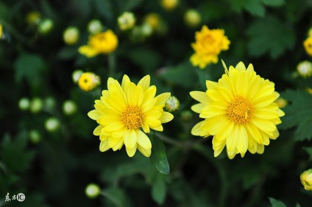 清热明目|菊花不但可以清热明目、防高血脂，还有很多你不清楚的作用