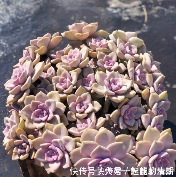 花友|它被称为多肉植物中的黑马，长速快，适应能力强，不种一盆就亏了！