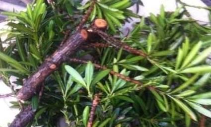 养这“昂贵盆景”不花钱,折1根枝“插”土里,15天生根,长势猛