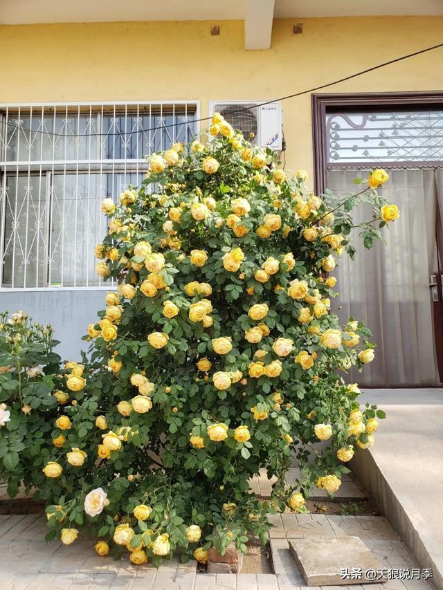 圆滚滚的绣球,瀑布般的花墙,这届花友也太会种花了吧