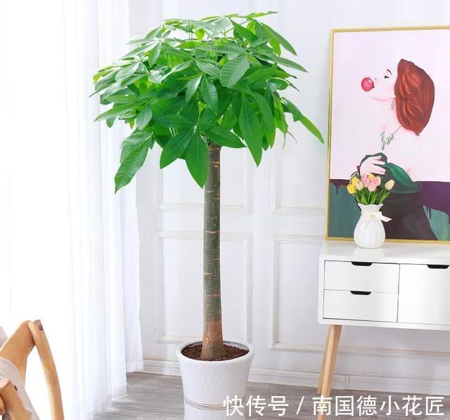 家里的花别乱送人，尤其这几种，“镇宅”又“旺财”你家里有吗？