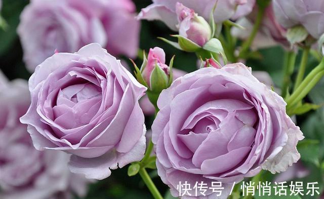 小花园|4种花很耐养,沾土就能活,开花爆盆很简单,家里变成小花园