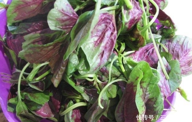 营养|乡下一种野菜,价值珍贵,是一种营养丰富的野菜,遇见请珍惜
