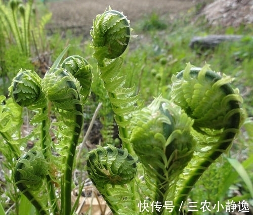 农村|农村山里的一种野菜，营养价值高，尝一次不容易，见到全部买下