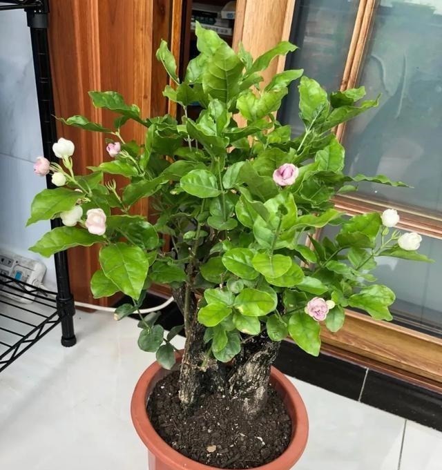 月季|3种花养在小盆里，2年变老桩，茎干粗壮开花香，1次能开50朵