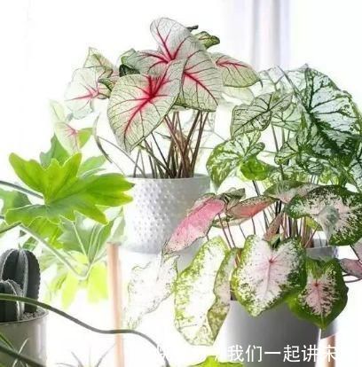 4种花美得让人毫无抵抗力，花大色艳，全年开花不断！