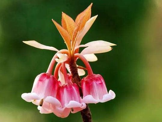 喜欢菊花,不如养盆“开花机器”甜蜜马车,生机勃勃,清秀雅致