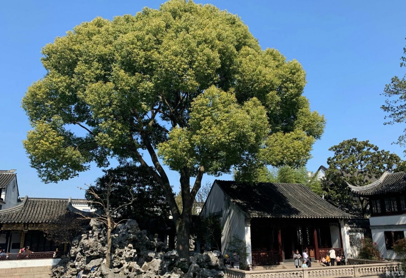 写意|写意庭园何处寻姑苏城中有山林