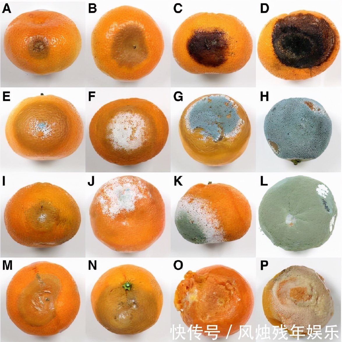 花生|“一级致癌物”名单来了,看看有你喜欢吃的吗