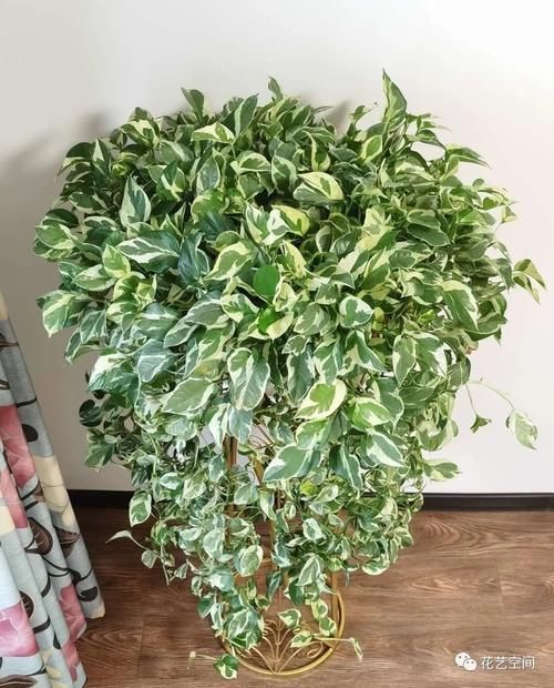 这三种花太好养，没事多喷水，越长越好，爆盆开花一起来！