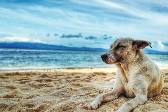 口服|如何顺利给宠物狗喂口服药,掌握正确口服喂养技巧,狗狗不会抵抗