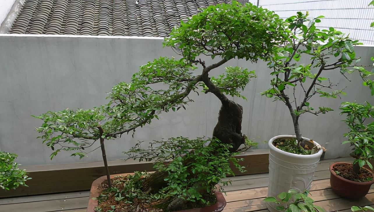 挑战用树桩打造盆景，满足这3要求，个个美如画、增值不少