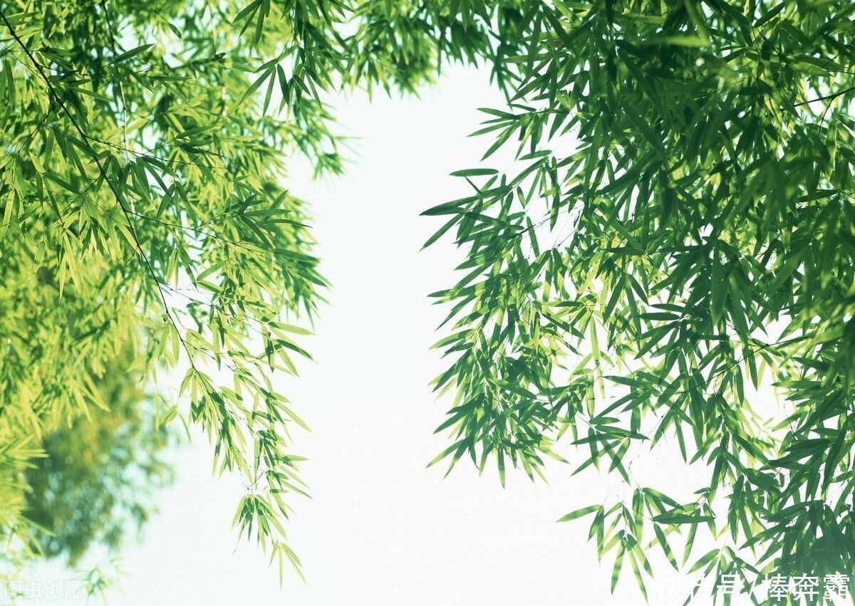  树木|农村俗语“门前不栽竹，屋后不种树”，这是为何呢？有道理吗？