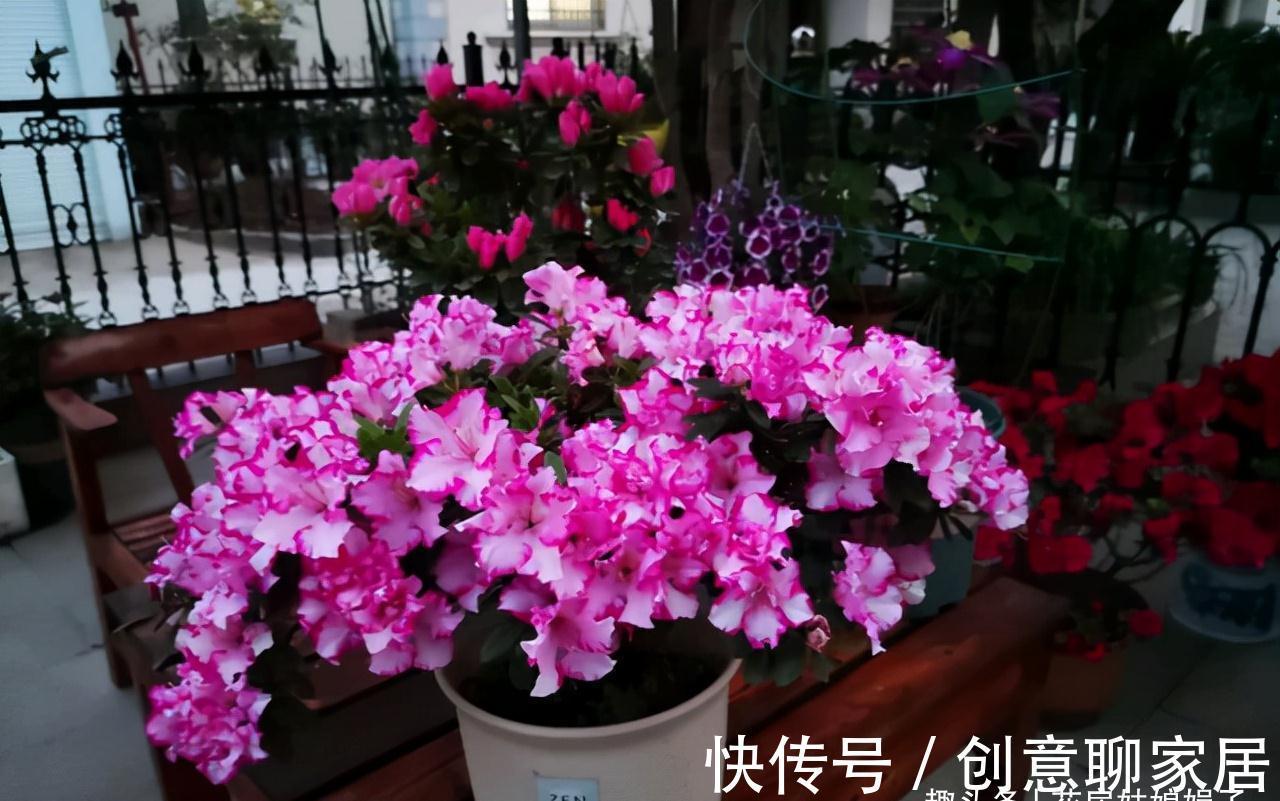 蝴蝶兰|北阳台能养出漂亮的花来吗？建议养这几种花，好养易活开花漂亮