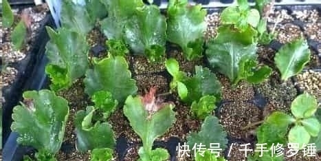 养花试试这款,为保证植物的充足营养,首先掐掉柔软的棉花叶子